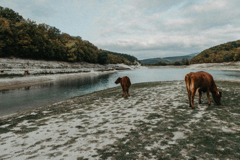 Navigating the Loan Landscape: Comparing Services from Bangkok Bank to Siam Commercial Bank - como solicitar empréstimo na Tailândia