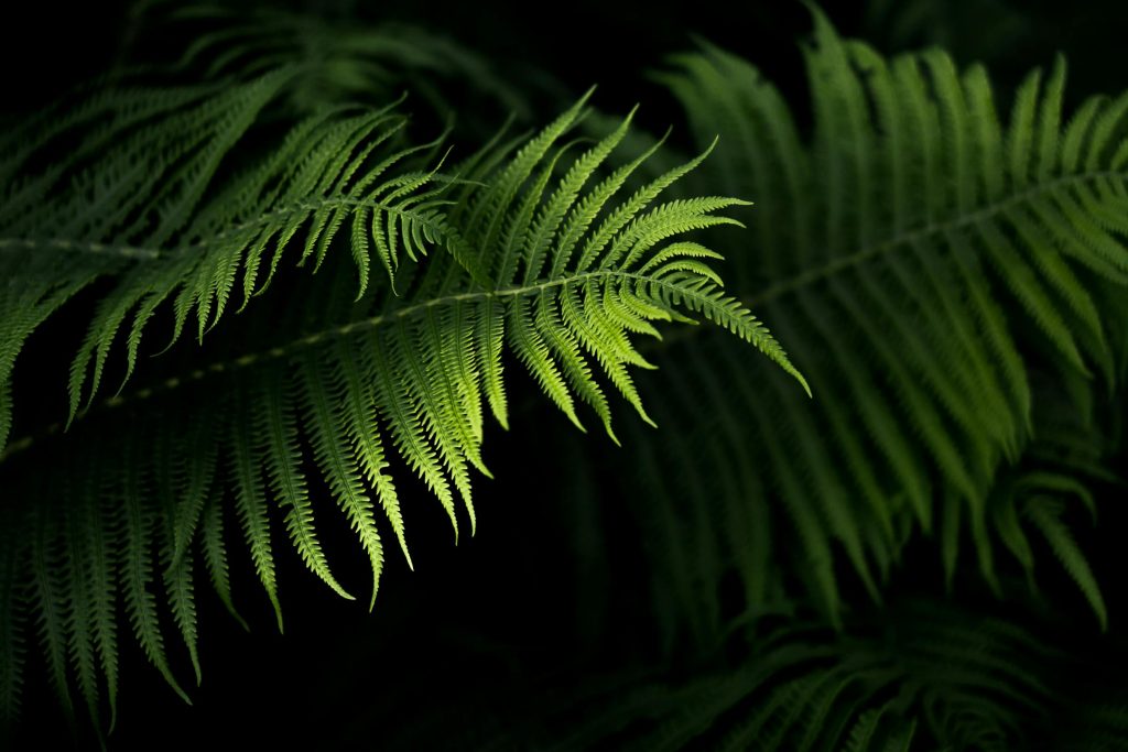 Understanding Your Options: A Deep Dive into Loans from SEB Pank, LHV Pank, and Emerging Lenders in Estonia - como solicitar empréstimo na Estônia