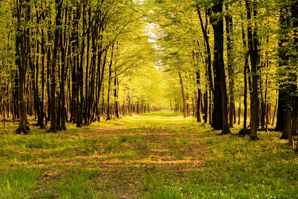 Exploring Global Brands: Career Paths at Nike Hungary and Bosch Hungary for Ambitious Professionals - Melhores oportunidades de emprego na Hungria